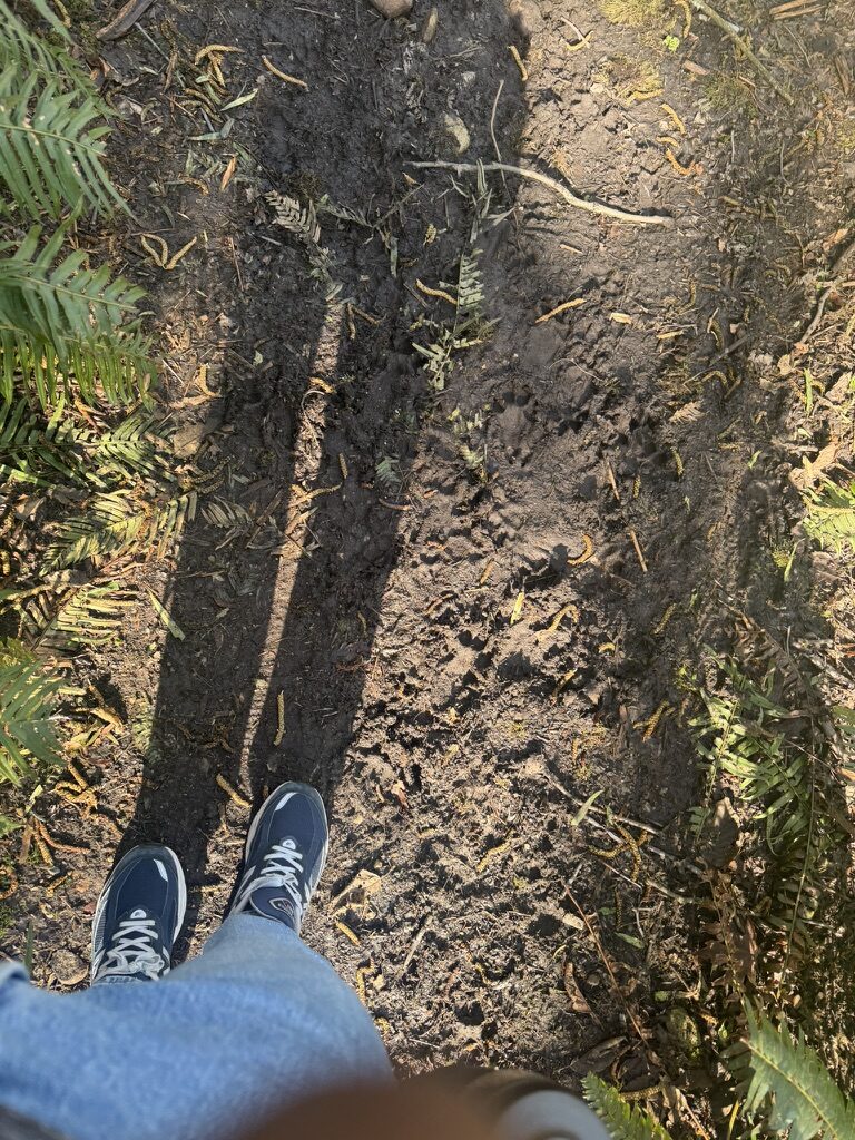 paw prints in dirt