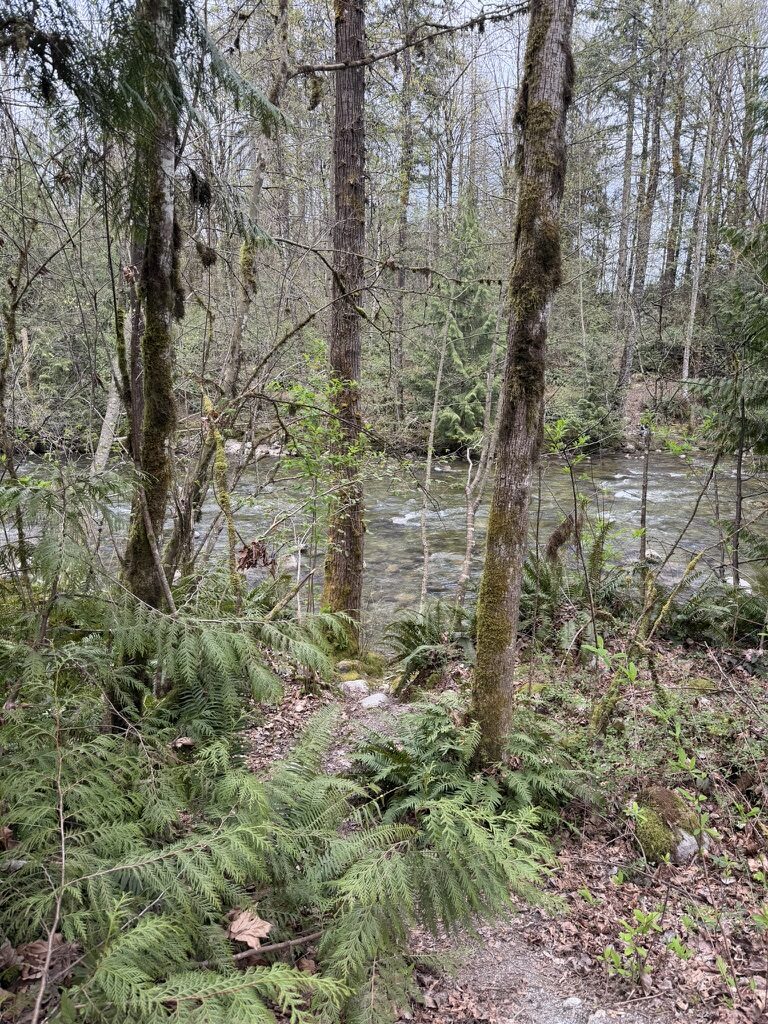 river trail in Coquitlam