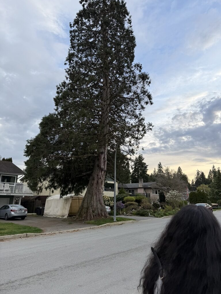 one-sided tree
