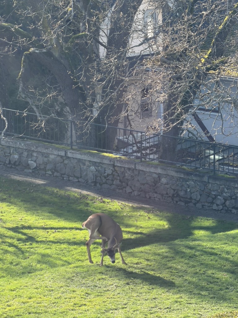 some buck on the castle lawn, where did they come from?