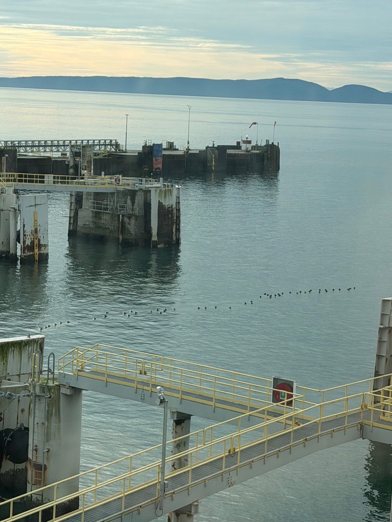 ducks getting in a row