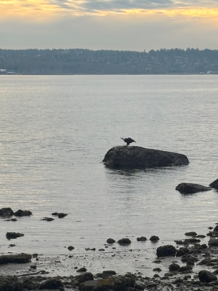 eagle perched on a rock at Second Beach