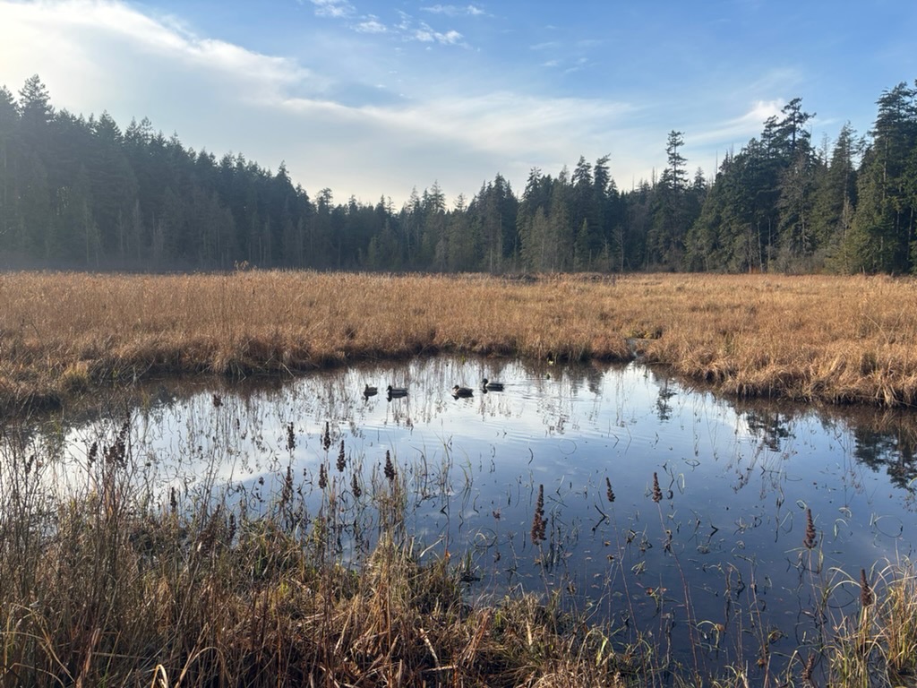 the lake viewpoint with ducks