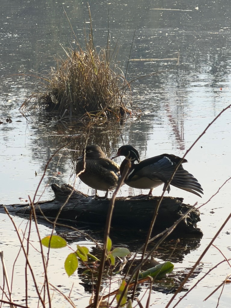 ducks on a log