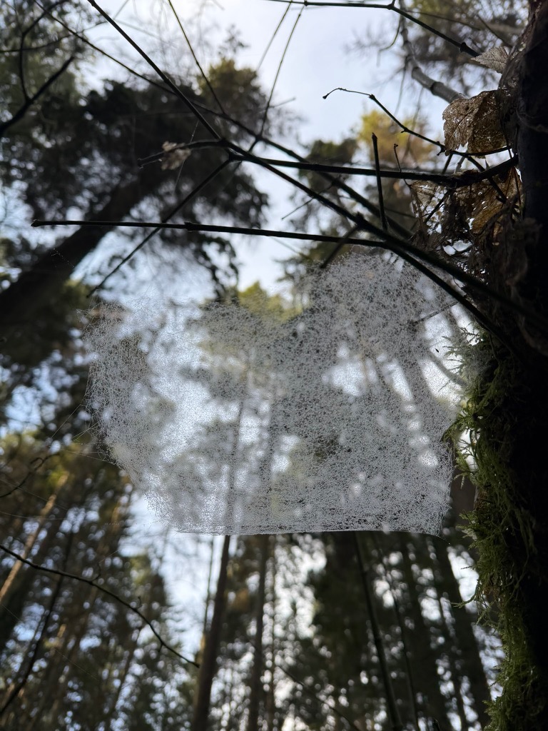 through a frosted spiderweb
