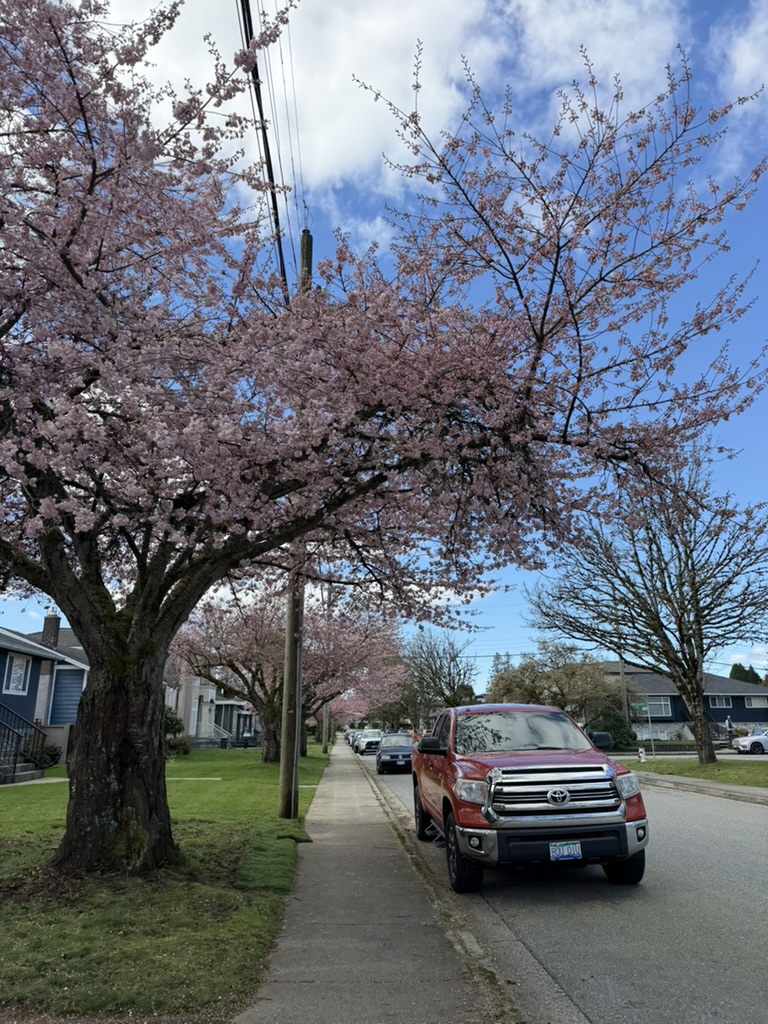 Lochdale cherry blossoms