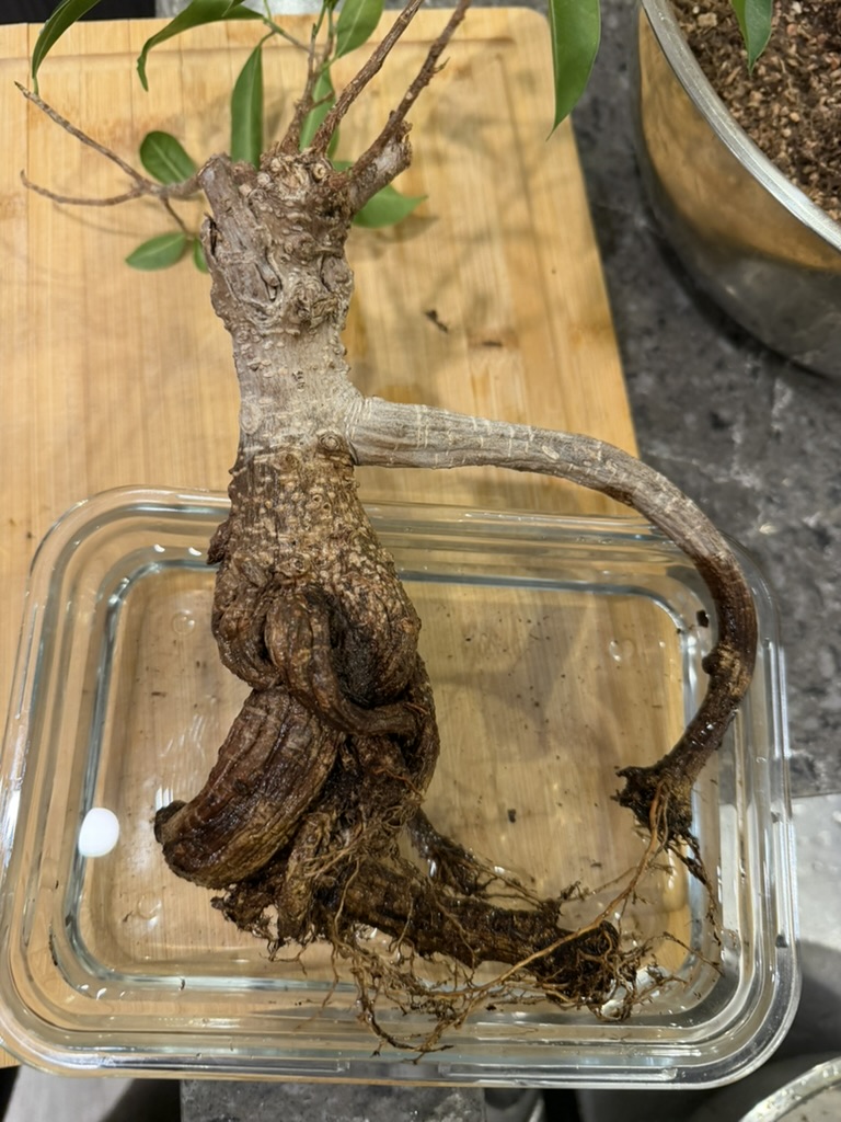 Faustie the Ficus bonsai