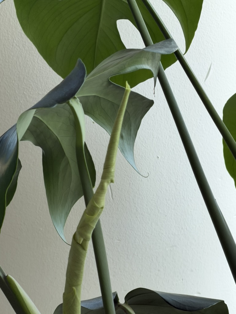 Philomena the Monstera