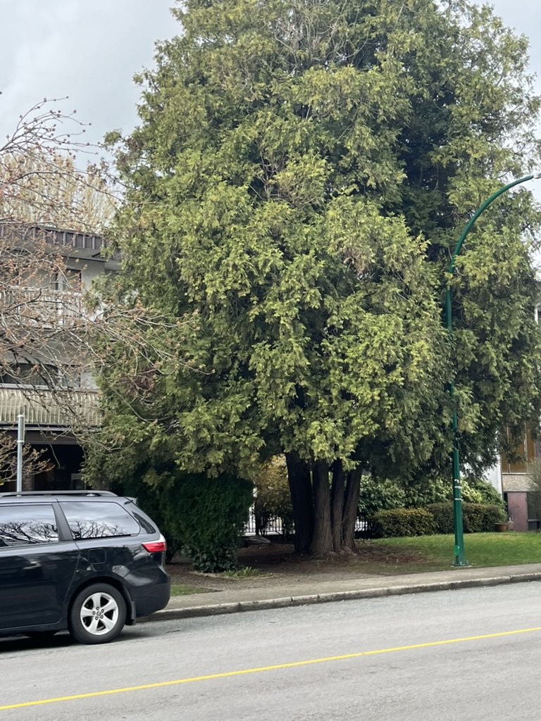 Neighborhood scenery