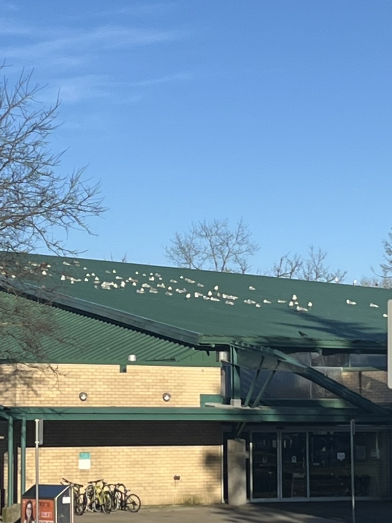 Some seagulls roosting on top of Eileen Dailly Sports Centre