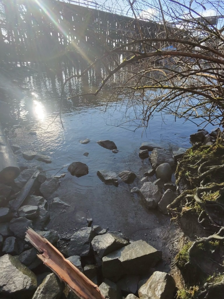 Another view of the Fraser River banks