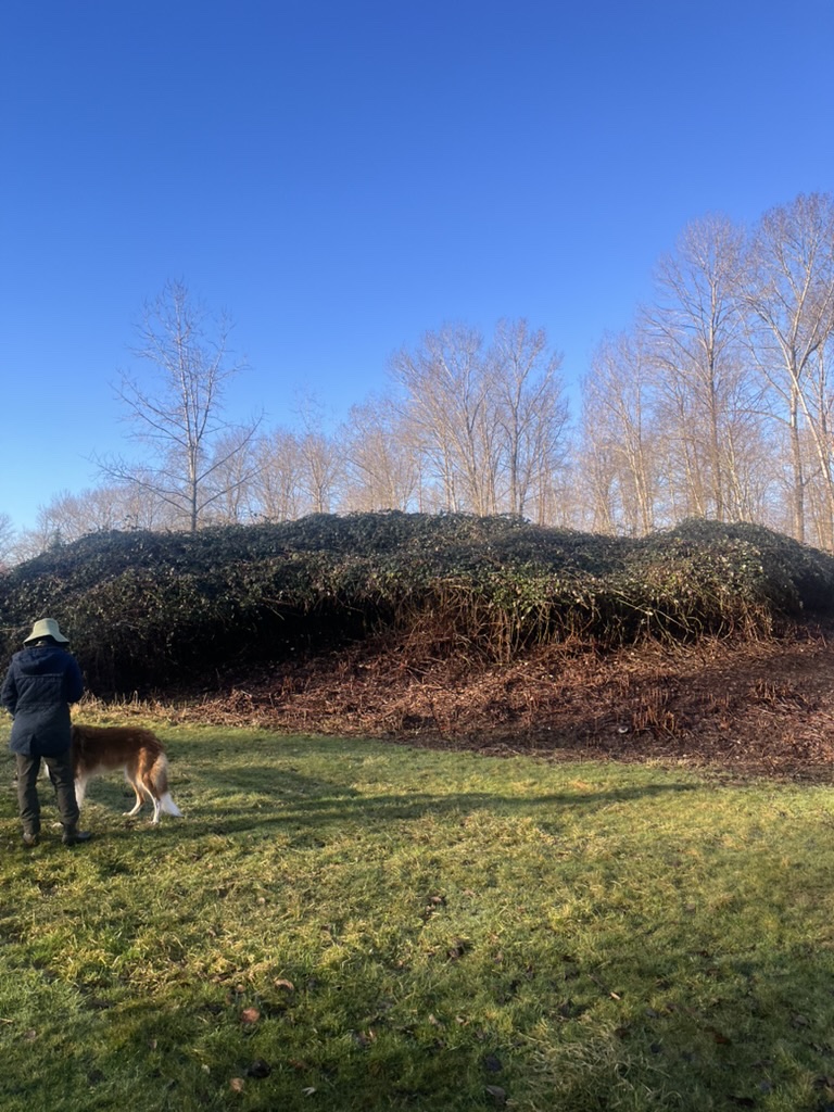 Person and their dog